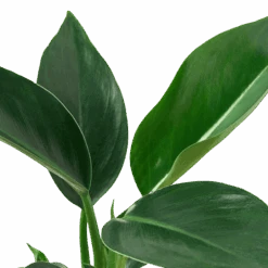 Philodendron ‘Congo Green’ -Green Thumb Nursery 4 Philodendron Congo Green DETAIL removebg preview dae74efb 9fc0 40b5 aab3 ed40783581a8
