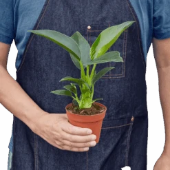 Philodendron ‘Congo Green’ -Green Thumb Nursery 4 Philodendron Congo Green HOLD removebg preview 66b87238 7bf7 4093 8173 65a2e0d697c4