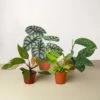 Rare Plant Bundle -Green Thumb Nursery 4 Rare Bundle