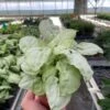 Syngonium ‘Moonshine’ -Green Thumb Nursery 4 SYNGONIUM MOONSHINE TEMP