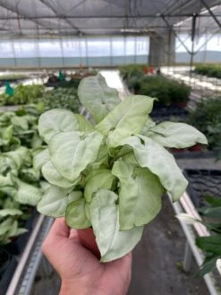 Syngonium ‘Moonshine’