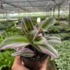 Tradescantia ‘Nanouk’ -Green Thumb Nursery 4 TRADESCANTIA NANOUK TEMP