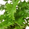 ‘Autumn’ Fern – 6″ Pot – NURSERY POT ONLY -Green Thumb Nursery 4c08b134 18da 54ca 859c 066c38f13c7c 6dcbd630 52a5 4b0f a26d d3e4b8771443