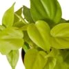 Philodendron ‘Neon’ -Green Thumb Nursery 4d3440a0 7f9d 5f37 922b d4b6f007da08