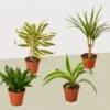4 Different Dracaenas Variety Pack – Live House Plant – FREE Care Guide – 4″ Pot