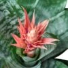Bromeliad ‘Silver Vase’ -Green Thumb Nursery 519ca7ca e0d9 5511 b5fc 1a34b6aee761