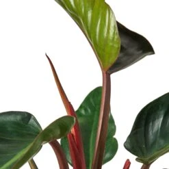 Philodendron ‘Congo Rojo’