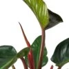 Philodendron ‘Congo Rojo’ – 6″ Pot – NURSERY POT ONLY -Green Thumb Nursery 52887c05 64ed 5856 a092 6ecba47ad8a1 7e9bd515 4eb3 4760 86b7 f0ddf65cc666