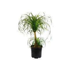 Palm Ponytail -Green Thumb Nursery 54d2fc0a c3d8 52bc 8051 c5d8dbb19742 7c412fca b5bb 44b7 91f1 b8c3eaa5a3ec scaled 1
