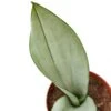 Snake Plant Moonshine – 4″ Pot – NURSERY POT ONLY