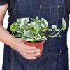 Pothos ‘N’joy’ -Green Thumb Nursery 58ae63b5 981d 5829 8e6f 0f7cd69f5c10