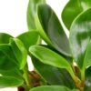 Peperomia Thailand -Green Thumb Nursery 5bf22c43 e48b 5d8a bc5e a68820d44961