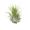 Tillandsia Air Plant Ionantha – 5 Pack -Green Thumb Nursery 5c68c6fd 4bb3 5b87 a61a 865d9aba373b f7e223c3 8310 47d7 9403 20feeb287ea2 scaled 1