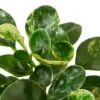 Peperomia ‘Marble’ -Green Thumb Nursery 5c764a4a 6616 5c52 9ca9 2b4c088207ad