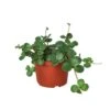 Peperomia ‘Hope’ – 4″ Pot -Green Thumb Nursery 6 PEPEROMIA HOPE 1