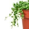 Succulent ‘String Of Pearls’ -Green Thumb Nursery 6033068a 647c 51af b5ee 1a390dcb81ad