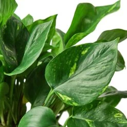 Pothos ‘Golden’ – 6″ Pot – NURSERY POT ONLY