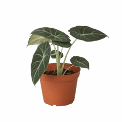 Green Thumb Nursery -Green Thumb Nursery 6 ALOCASIA BLACKVELVET 1 removebg preview 0d0be65a e8f8 46f0 88c9 5dc238084f12
