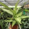 Dieffenbachia ‘Camouflage’ -Green Thumb Nursery 6 DIEFFENBACHIA CAMOUFLAGE TEMP f8f721d8 c40c 4dd7 a4c6 c0bbbb15eb1d scaled 1