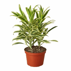 Dracaena ‘Song Of India’ – 6″ Pot – NURSERY POT ONLY