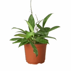 Hoya ‘Publicalyx’ -Green Thumb Nursery 6 HOYA PUBLICALYX 1 removebg preview