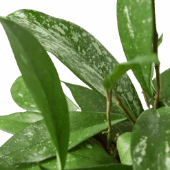 Hoya ‘Publicalyx’ -Green Thumb Nursery 6 HOYA PUBLICALYX 2 removebg preview