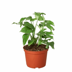 Philodendron Mini Monstera Minima – 6″ Pot – NURSERY POT ONLY