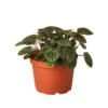 Peperomia ‘Ripple Red’ – 6″ Pot – NURSERY POT ONLY -Green Thumb Nursery 6 PEPEROMIA RIPPLE.RED 1