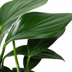 Philodendron ‘Dragon Tail’
