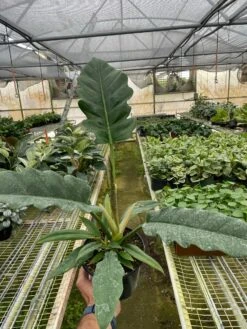 Philodendron ‘Jungle Boogie’