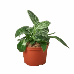 Green Thumb Nursery -Green Thumb Nursery 6 Philodendron Birkin removebg preview c2a6137b 8482 4956 a7dd 42593b5de3c4