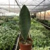 Shark Fin Snake Plant -Green Thumb Nursery 6 SNAKE SHARKFIN TEMP scaled 1
