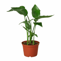 White Bird Of Paradise ‘Strelitzia Nicolai’ -Green Thumb Nursery 6 STRELITZIA BIRD.OF .PARADISE 1 removebg preview