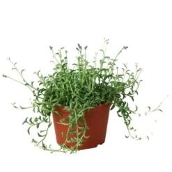 Succulent ‘String Of Dolphins’ -Green Thumb Nursery 6 SUCC SENECIO STRING.OF .DOLPHINS 1