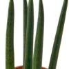 Snake Plant Cylindrica – 6″ Pot – NURSERY POT ONLY