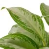 Chinese Evergreen ‘Silver Bay’ – 4″ Pot – NURSERY POT ONLY
