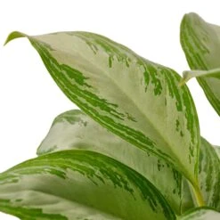 Chinese Evergreen ‘Silver Bay’ – 4″ Pot – NURSERY POT ONLY