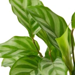 Calathea Concinna ‘Freddie’
