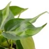 Philodendron ‘Brasil’ -Green Thumb Nursery 6d22f8af fbec 5b7f 977b 0913687c4b3e