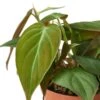 Philodendron ‘Velvet’ -Green Thumb Nursery 726a579a 63bd 5b90 bb1c 94917f76e900