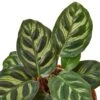 Calathea ‘Makoyana’ -Green Thumb Nursery 74c7c668 8244 5765 b9b7 f2949dc07e49
