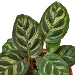 Calathea ‘Makoyana’