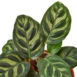Calathea ‘Makoyana’ – 6″ Pot – NURSERY POT ONLY