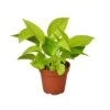 Pothos ‘Neon’ – 4″ Pot – NURSERY POT ONLY -Green Thumb Nursery 764b04b7 26a9 515b b327 c7b34cb758cb 48f91aaa c0de 4695 9b3d 75fe4dbdc01f