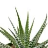 Zebra Succulent -Green Thumb Nursery 77d9e46c e4be 54b8 b4ad f7990bf8991e