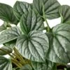 Peperomia ‘Frost’ – 6″ Pot -Green Thumb Nursery 78723fea f240 5ed6 bad6 fca355c5c6bb 65a8a77e ffea 417d abc0 c52e08ac6ea4