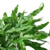 Fern ‘Kangaroo Paw’ -Green Thumb Nursery 7dac72b4 f44c 5679 a6cd bbcc8d1f8e45