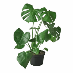 Philodendron Monstera Split-Leaf -Green Thumb Nursery 8 MONSTERA 1 1800x1800 removebg preview