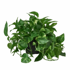 Pothos ‘Golden’ -Green Thumb Nursery 8 POTHOS GOLDEN 1 removebg preview