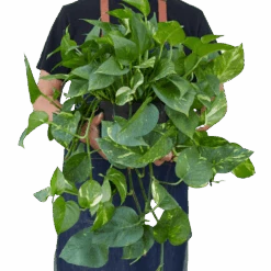 Pothos ‘Golden’ -Green Thumb Nursery 8 POTHOS GOLDEN 3 removebg preview